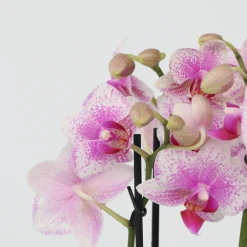 Plant In A Box Orchidées | - Orchidée papillon - phalaenopsis multiflora - hauteur 35-45cm - ⌀12cm