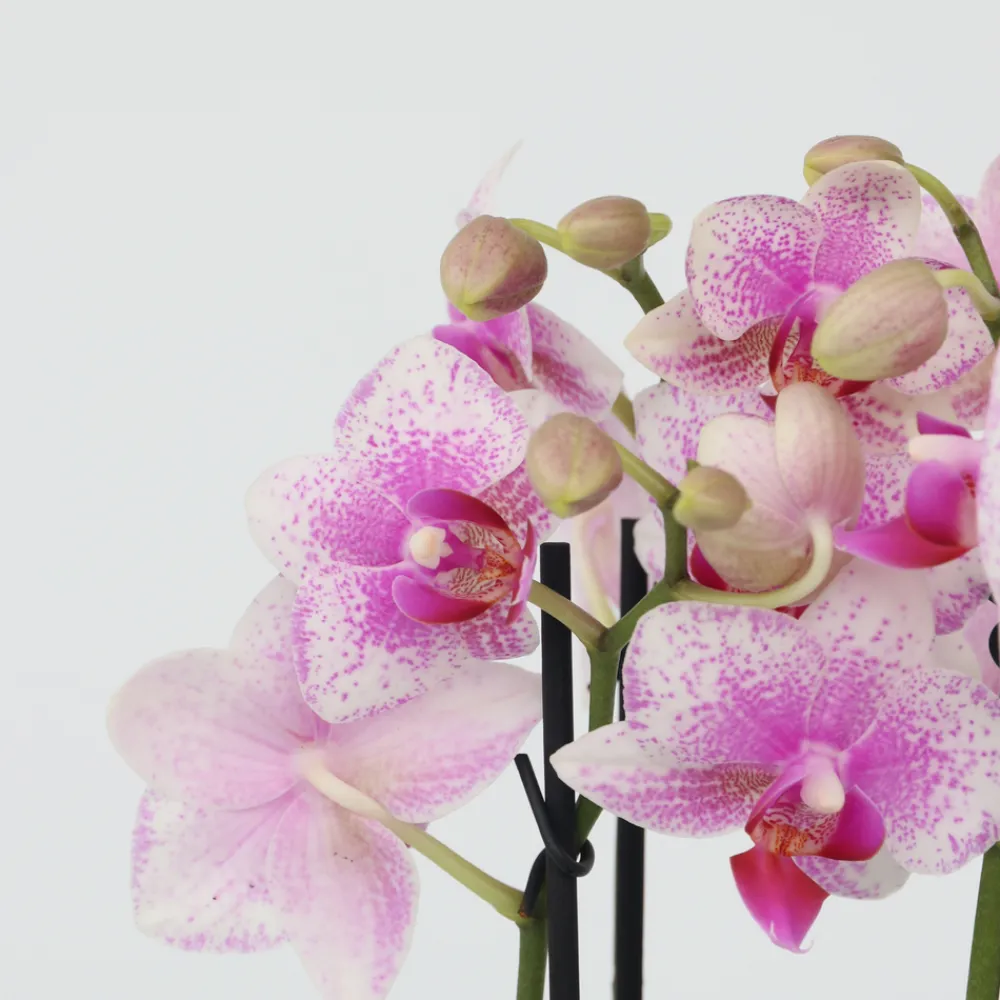 Plant In A Box Orchidées | - Orchidée papillon - phalaenopsis multiflora - hauteur 35-45cm - ⌀12cm