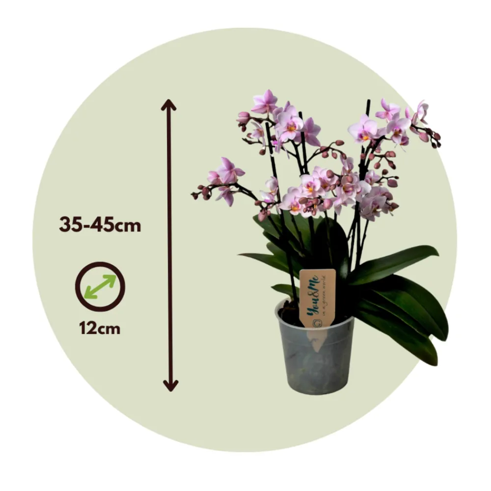 Plant In A Box Orchidées | - Orchidée papillon - phalaenopsis multiflora - hauteur 35-45cm - ⌀12cm