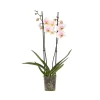 Plant In A Box Orchidées | - Orchidée papillon - phalaenopsis - hauteur 50-60cm - ⌀12cm
