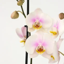 Plant In A Box Orchidées | - Orchidée papillon - phalaenopsis - hauteur 50-60cm - ⌀12cm