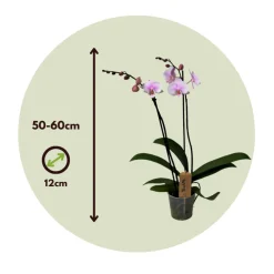 Plant In A Box Orchidées | - Orchidée papillon - phalaenopsis - hauteur 50-60cm - ⌀12cm