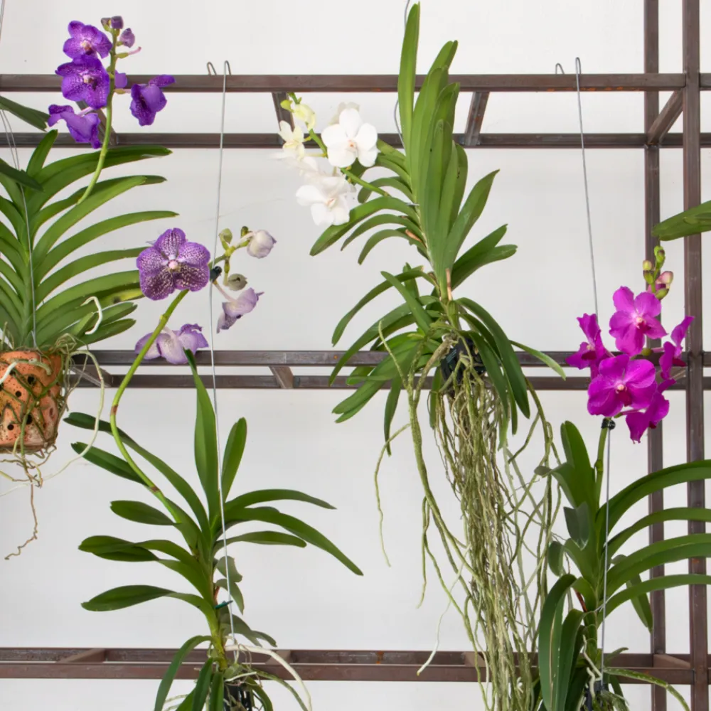 Plant In A Box Orchidées | - Orchidée - vanda 'lila' - hauteur 55-65cm