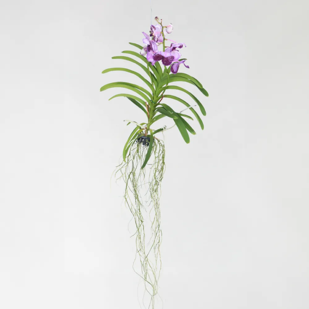 Plant In A Box Orchidées | - Orchidée - vanda 'lila' - hauteur 55-65cm