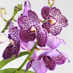 Plant In A Box Orchidées | - Orchidée - vanda 'lila' - hauteur 55-65cm