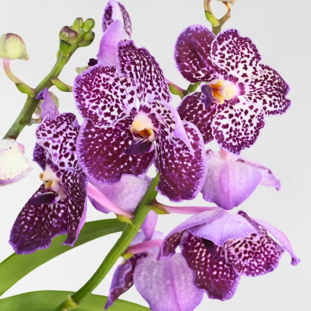 Plant In A Box Orchidées | - Orchidée - vanda 'lila' - hauteur 55-65cm