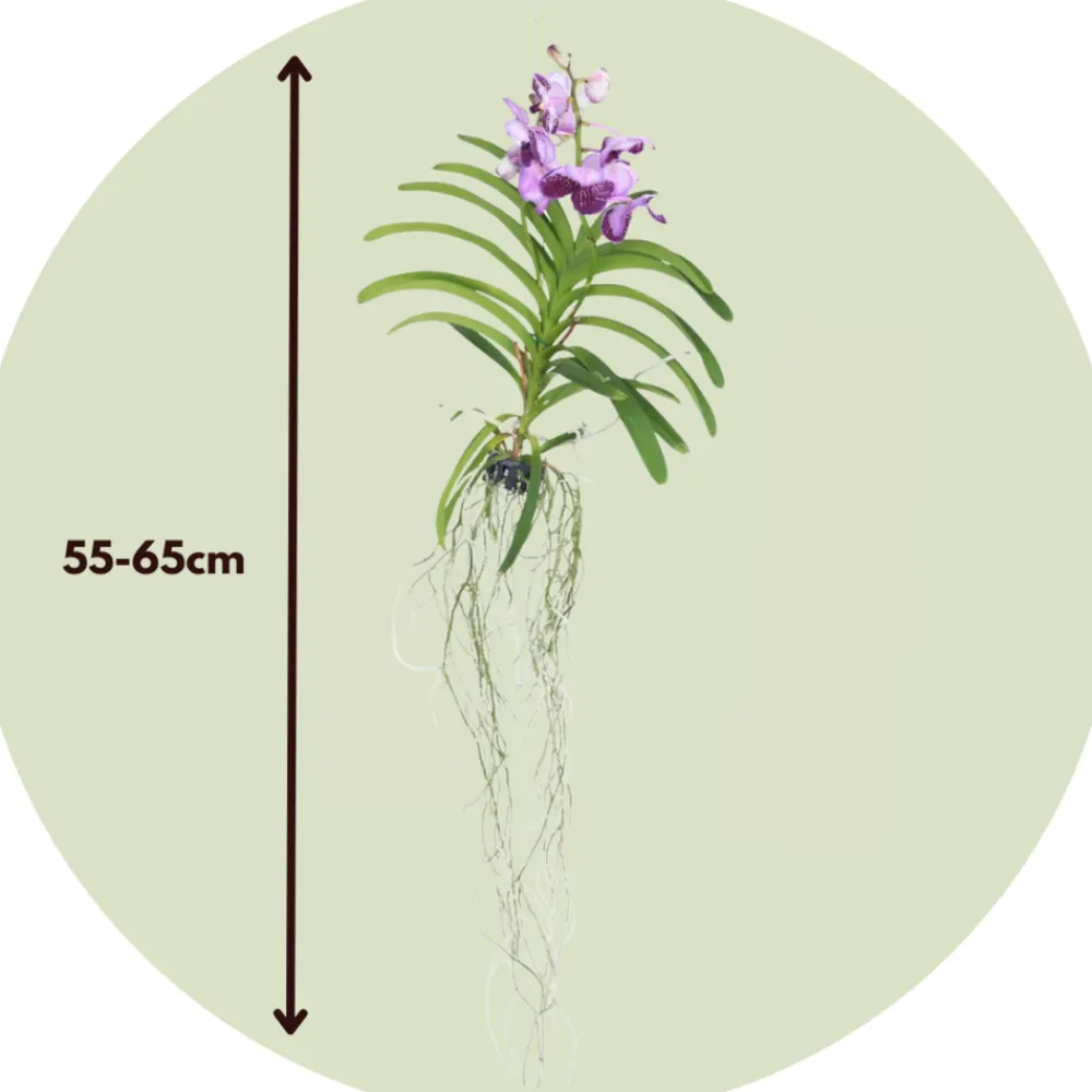 Plant In A Box Orchidées | - Orchidée - vanda 'lila' - hauteur 55-65cm