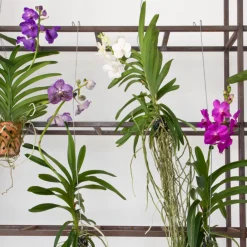 Plant In A Box - Orchidée - vanda 'pink' - hauteur 55-65cm