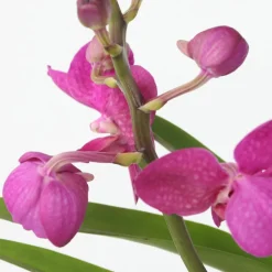 Plant In A Box Orchidées | - Orchidée - vanda 'pink' - hauteur 45-55cm