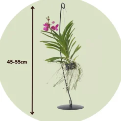 Plant In A Box Orchidées | - Orchidée - vanda 'pink' - hauteur 45-55cm