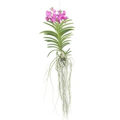 Plant In A Box - Orchidée - vanda 'pink' - hauteur 45-55cm Clearance