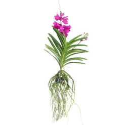 Plant In A Box Orchidées | - Orchidée - vanda 'tayanee cerise' - hauteur 55-65cm