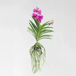 Plant In A Box Orchidées | - Orchidée - vanda 'tayanee cerise' - hauteur 55-65cm