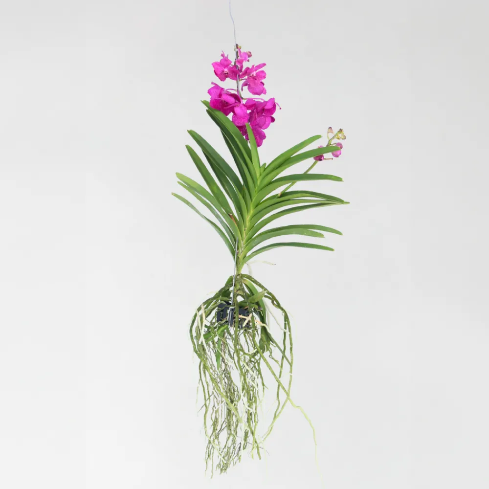 Plant In A Box Orchidées | - Orchidée - vanda 'tayanee cerise' - hauteur 55-65cm