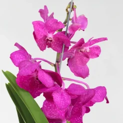 Plant In A Box Orchidées | - Orchidée - vanda 'tayanee cerise' - hauteur 55-65cm