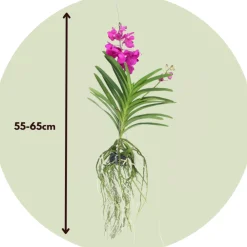 Plant In A Box Orchidées | - Orchidée - vanda 'tayanee cerise' - hauteur 55-65cm