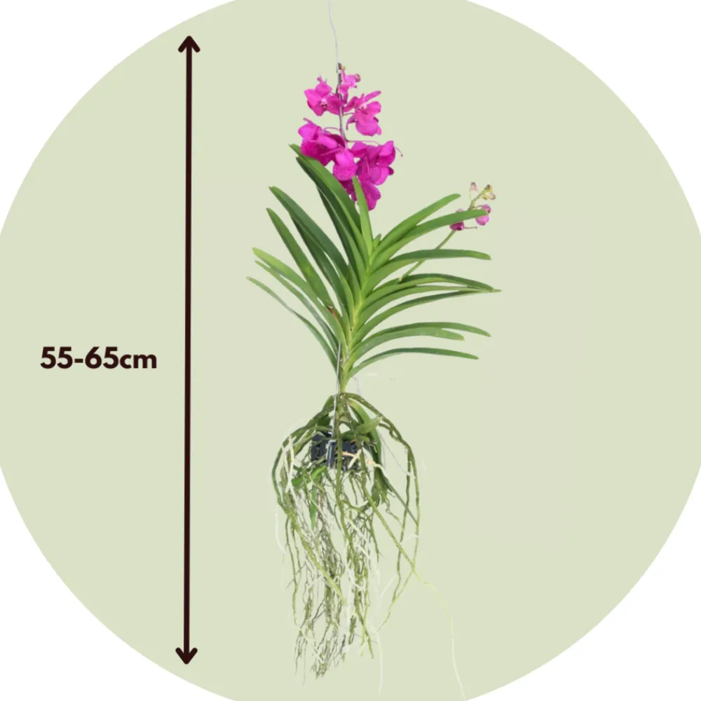 Plant In A Box Orchidées | - Orchidée - vanda 'tayanee cerise' - hauteur 55-65cm