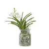 Plant In A Box Orchidées | - Orchidée - vanda 'white' - hauteur 40-50cm - ⌀14cm