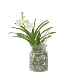 Plant In A Box Orchidées | - Orchidée - vanda 'white' - hauteur 40-50cm - ⌀14cm