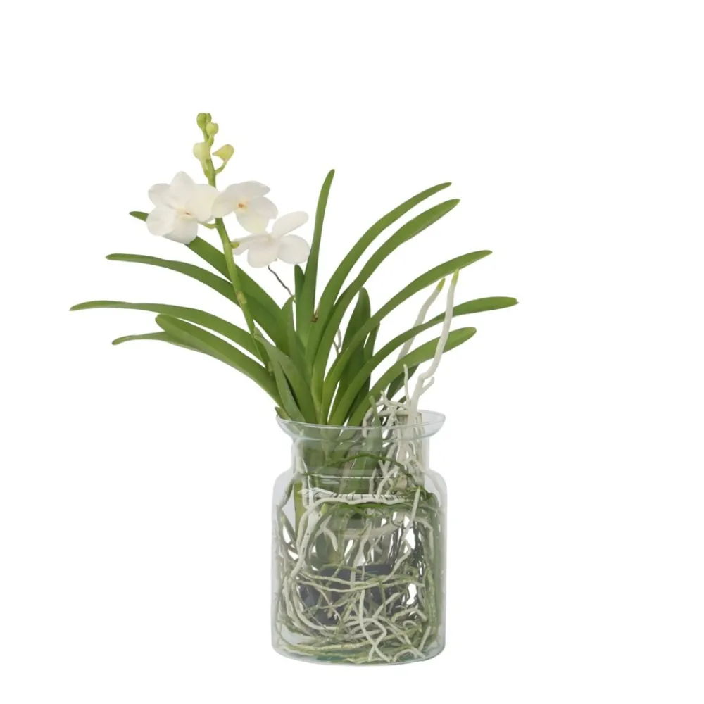 Plant In A Box Orchidées | - Orchidée - vanda 'white' - hauteur 40-50cm - ⌀14cm