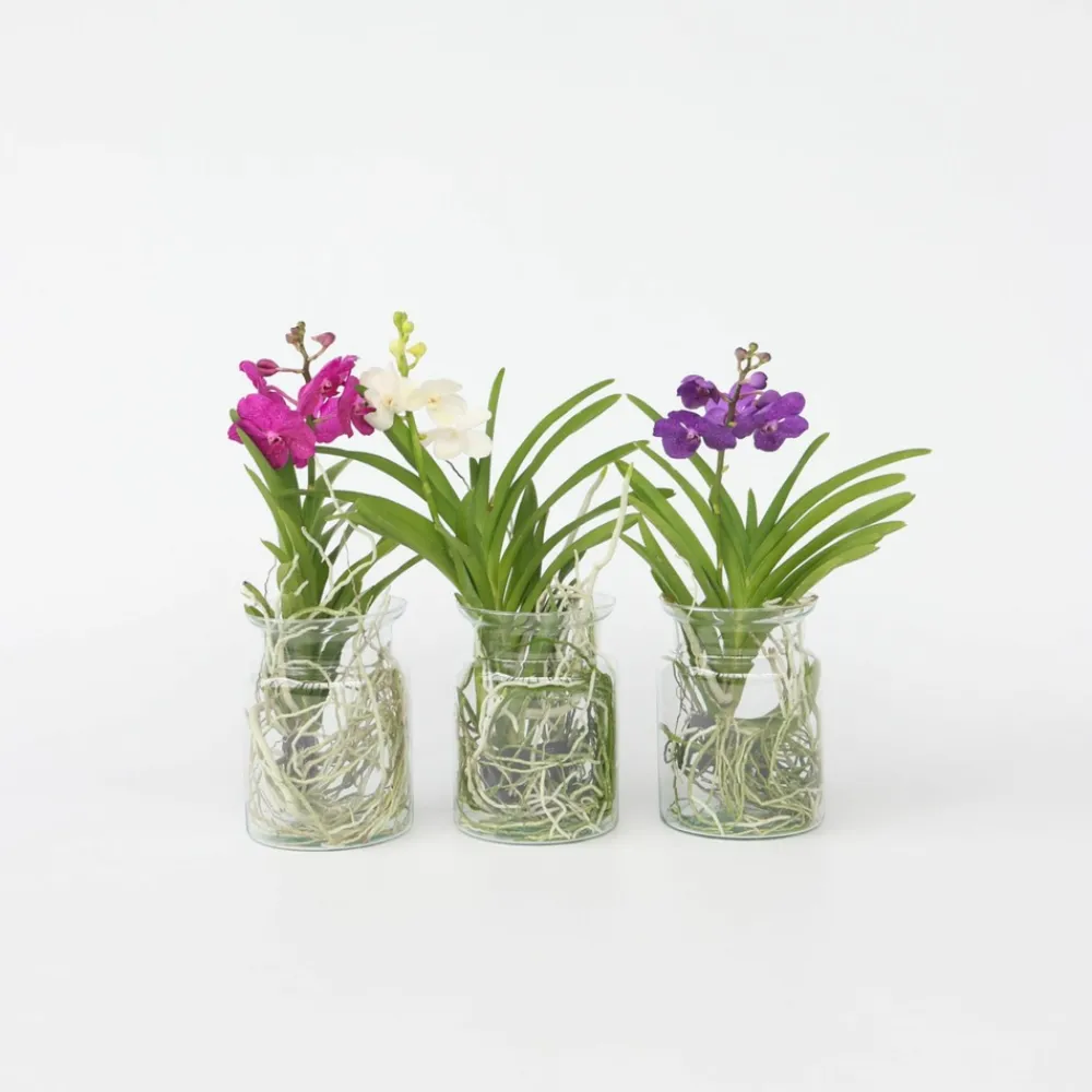 Plant In A Box Orchidées | - Orchidée - vanda 'white' - hauteur 40-50cm - ⌀14cm