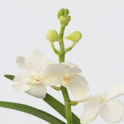Plant In A Box Orchidées | - Orchidée - vanda 'white' - hauteur 40-50cm - ⌀14cm