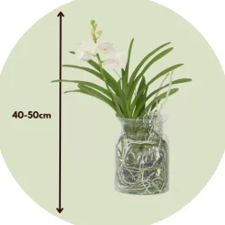 Plant In A Box Orchidées | - Orchidée - vanda 'white' - hauteur 40-50cm - ⌀14cm
