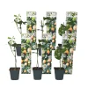 Plant In A Box Fruitiers Et Agrumes | - Passiflore - set de 6 - passiflora edulis 'frederick' - hauteur 25-40cm - ⌀9cm