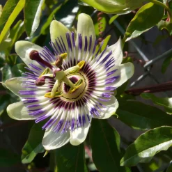 Plant In A Box Fruitiers Et Agrumes | - Passiflore - set de 6 - passiflora edulis 'frederick' - hauteur 25-40cm - ⌀9cm
