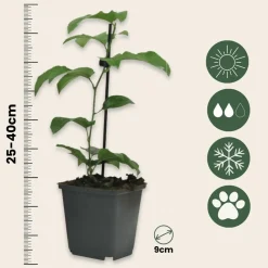 Plant In A Box Fruitiers Et Agrumes | - Passiflore - set de 6 - passiflora edulis 'frederick' - hauteur 25-40cm - ⌀9cm