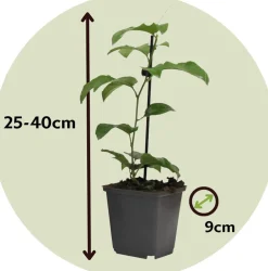 Plant In A Box Fruitiers Et Agrumes | - Passiflore - set de 6 - passiflora edulis 'frederick' - hauteur 25-40cm - ⌀9cm