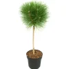 Plant In A Box - Pin d'été - pinus 'summer breeze' - hauteur 70-80cm - ⌀24cm Online