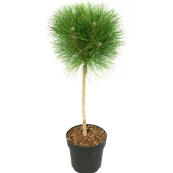 Plant In A Box - Pin d'été - pinus 'summer breeze' - hauteur 70-80cm - ⌀24cm Online