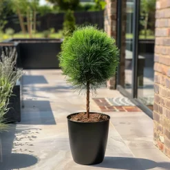 Plant In A Box - Pin d'été - pinus 'summer breeze' - hauteur 70-80cm - ⌀24cm Online