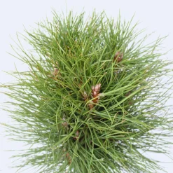 Plant In A Box - Pin d'été - pinus 'summer breeze' - hauteur 70-80cm - ⌀24cm Online