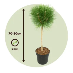 Plant In A Box - Pin d'été - pinus 'summer breeze' - hauteur 70-80cm - ⌀24cm Online
