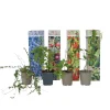 Plant In A Box Fruitiers Et Agrumes | - Plantes fruitières - set de 4 - actinidia, vaccinium, lycium - h25-40cm - ⌀9cm