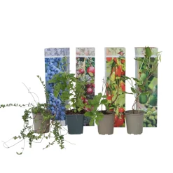 Plant In A Box Fruitiers Et Agrumes | - Plantes fruitières - set de 4 - actinidia, vaccinium, lycium - h25-40cm - ⌀9cm