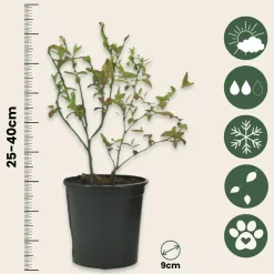 Plant In A Box Fruitiers Et Agrumes | - Plantes fruitières - set de 4 - actinidia, vaccinium, lycium - h25-40cm - ⌀9cm