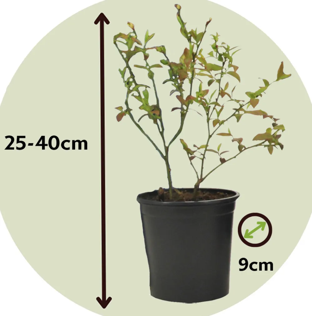 Plant In A Box Fruitiers Et Agrumes | - Plantes fruitières - set de 4 - actinidia, vaccinium, lycium - h25-40cm - ⌀9cm