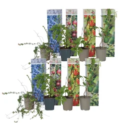 Plant In A Box Fruitiers Et Agrumes | - Plantes fruitières - set de 8 - actinidia, vaccinium, lycium - h25-40cm - ⌀9cm