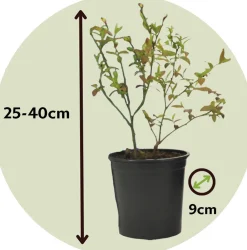 Plant In A Box Fruitiers Et Agrumes | - Plantes fruitières - set de 8 - actinidia, vaccinium, lycium - h25-40cm - ⌀9cm