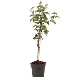 Plant In A Box Fruitiers Et Agrumes | - Pommier - malus domestica 'elstar' - hauteur 90-100cm - ⌀21cm