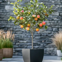 Plant In A Box Fruitiers Et Agrumes | - Pommier - malus domestica 'elstar' - hauteur 90-100cm - ⌀21cm