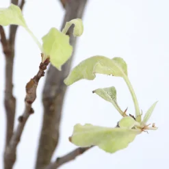 Plant In A Box Fruitiers Et Agrumes | - Pommier - malus domestica 'elstar' - hauteur 90-100cm - ⌀21cm