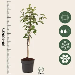 Plant In A Box Fruitiers Et Agrumes | - Pommier - malus domestica 'elstar' - hauteur 90-100cm - ⌀21cm