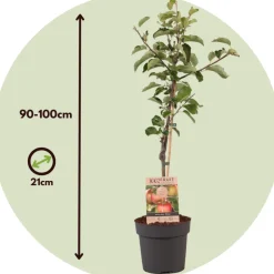 Plant In A Box Fruitiers Et Agrumes | - Pommier - malus domestica 'elstar' - hauteur 90-100cm - ⌀21cm