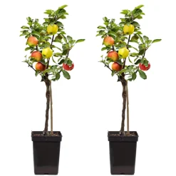 Plant In A Box - Pommier - set de 2 - malus - hauteur 60-70cm - ⌀17cm Outlet