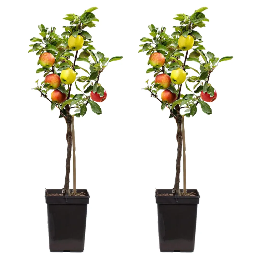 Plant In A Box - Pommier - set de 2 - malus - hauteur 60-70cm - ⌀17cm Outlet