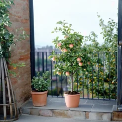 Plant In A Box - Pommier - set de 2 - malus - hauteur 60-70cm - ⌀17cm Outlet